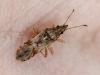 Belonochilus numenius